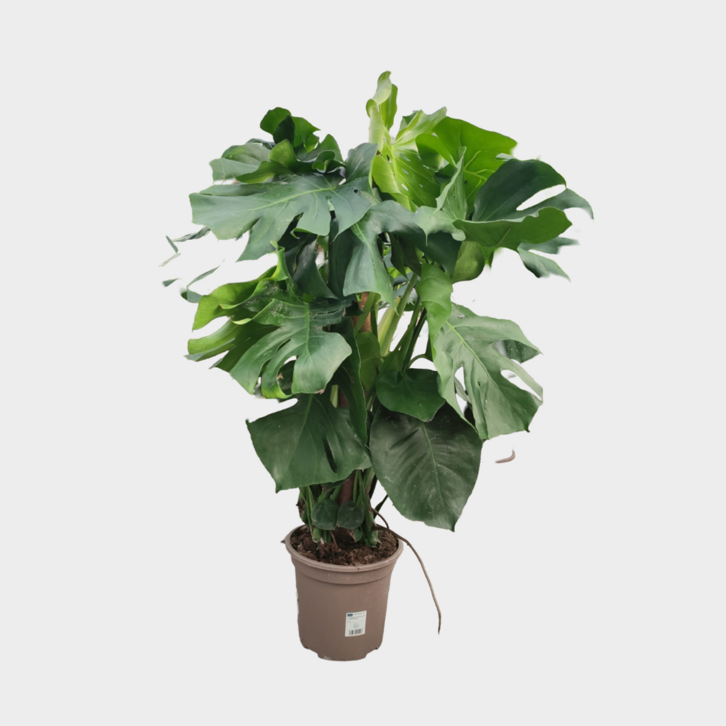 Monstera Tutor