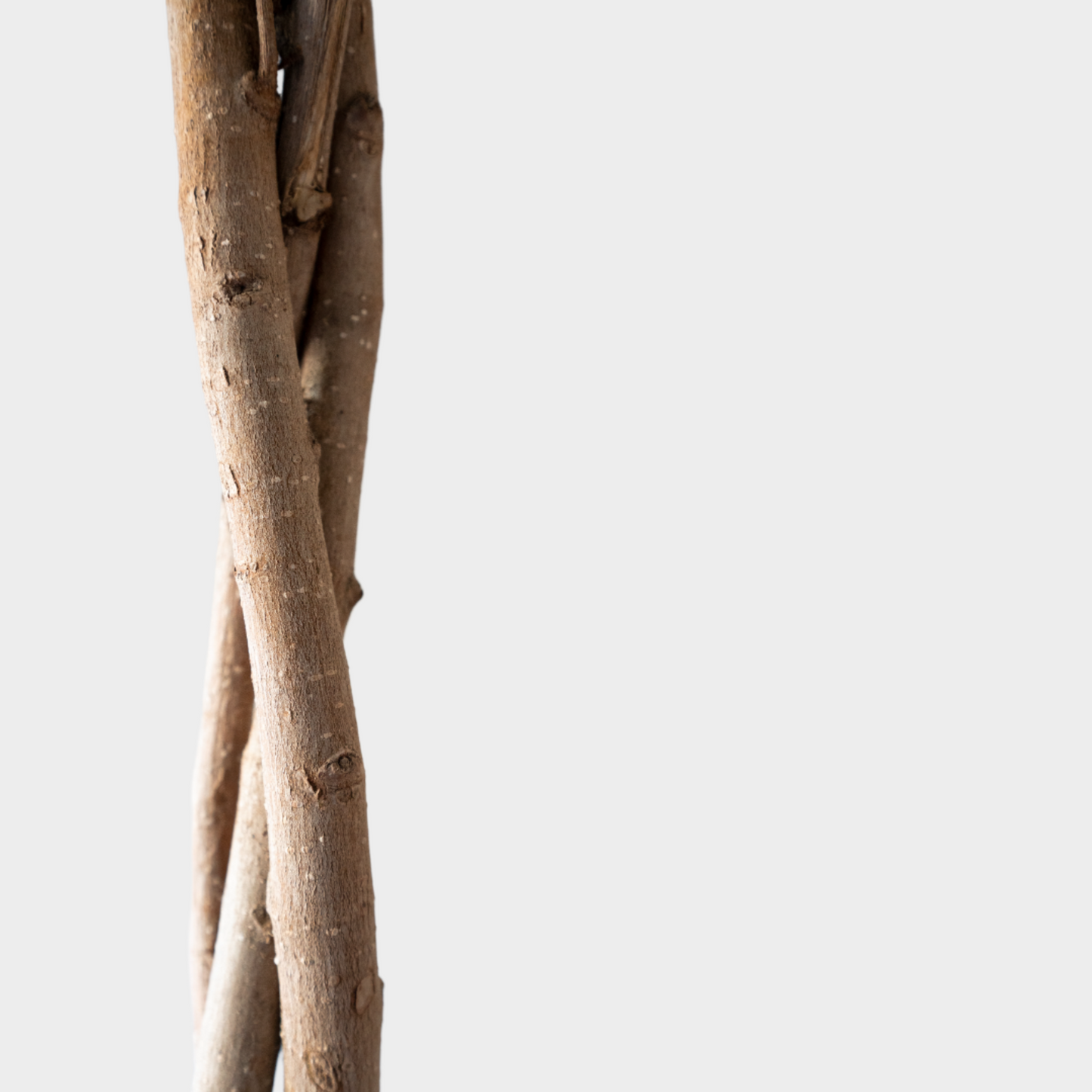 Ficus Moclamen Trenzado