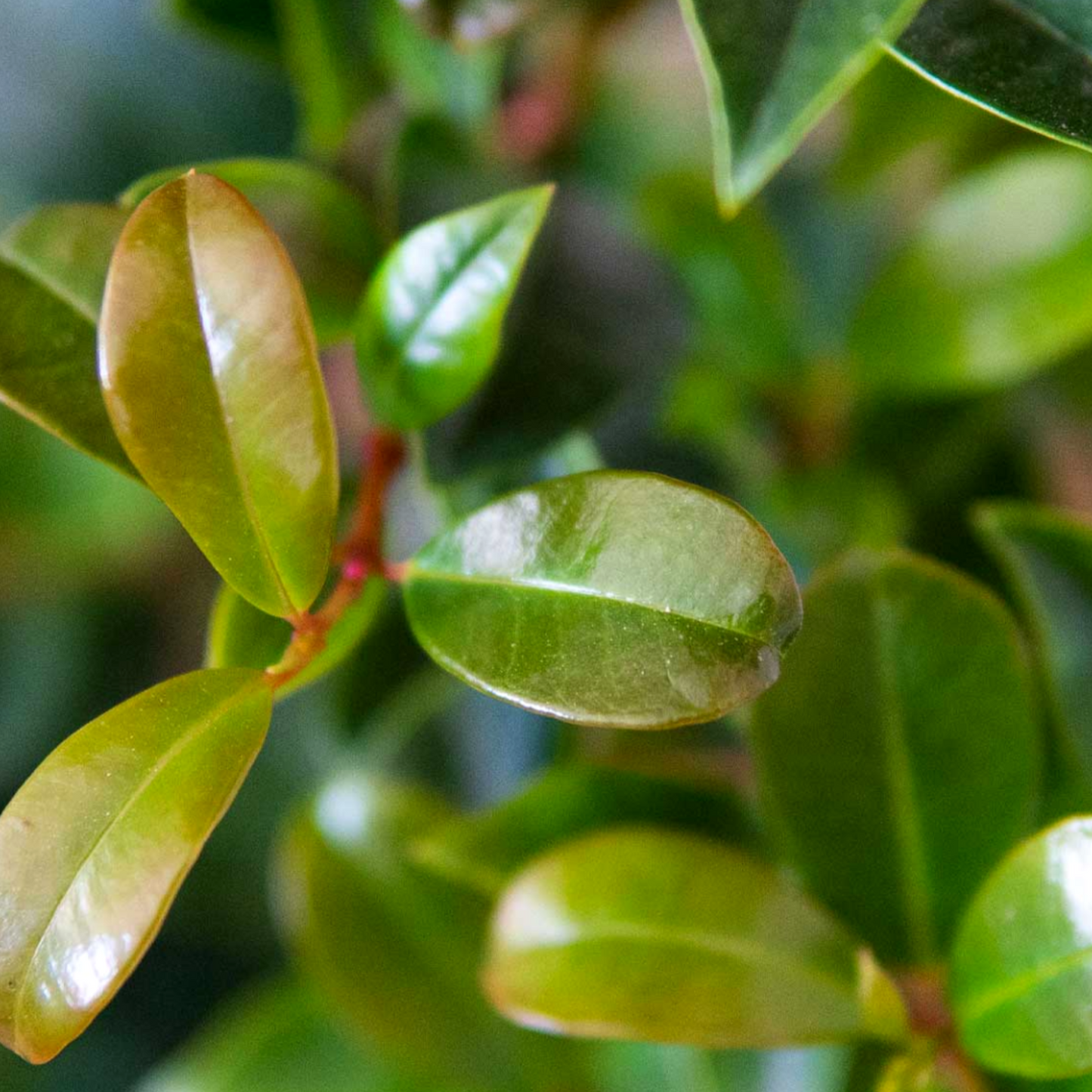Eugenia Myrtifolia