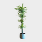 Dracaena Lemon Lime