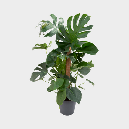 Monstera Tutor