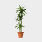 Dracaena Hawaii Sunshine