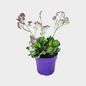 Limonium Statice
