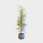 Ficus Twilight