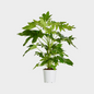 Aralia Fatsia Japónica