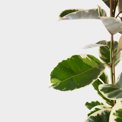 Ficus Tineke