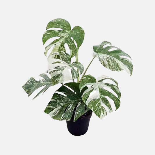 Monstera Arbustiva Variegata