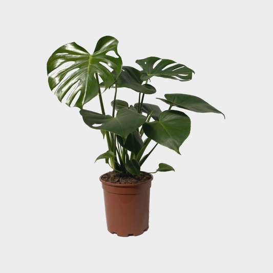 Monstera Arbustiva