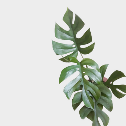 Raphidophora Will Will