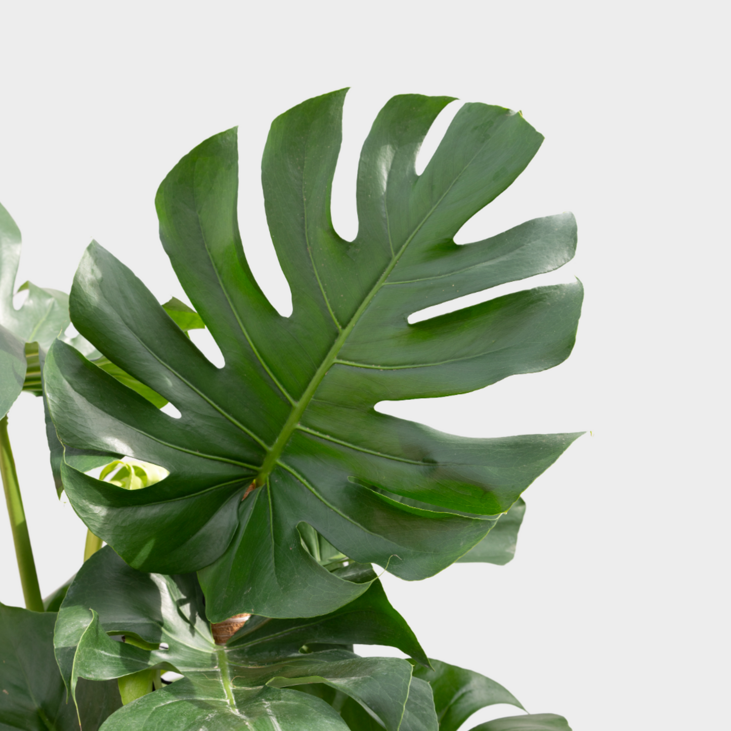 Monstera Arbustiva
