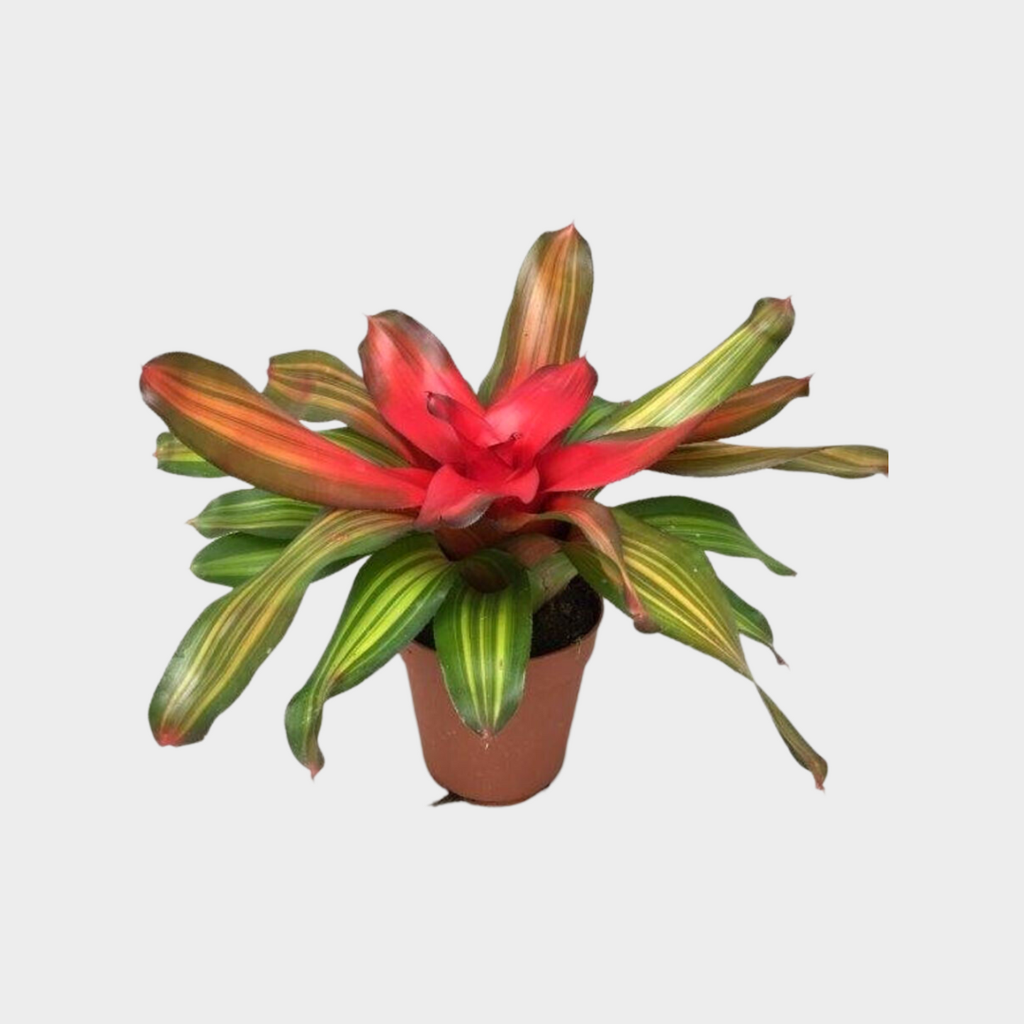 Neoregelia