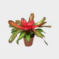 Neoregelia