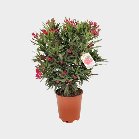 Nerium Oleander