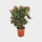 Nerium Oleander