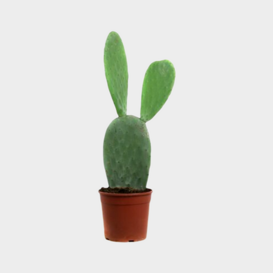 Opuntia