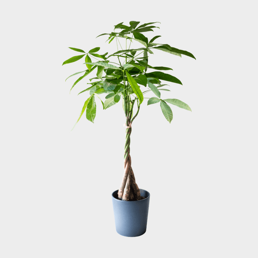 Pachira Aquatica