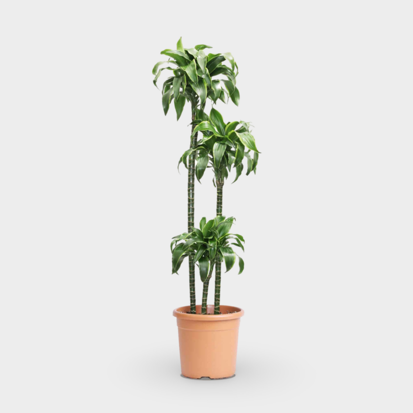 Dracaena Dorado