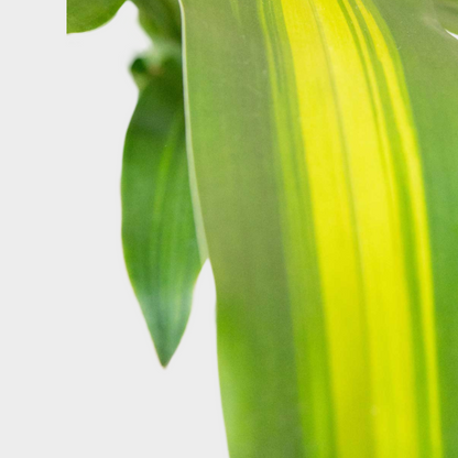 Dracaena Massangeana