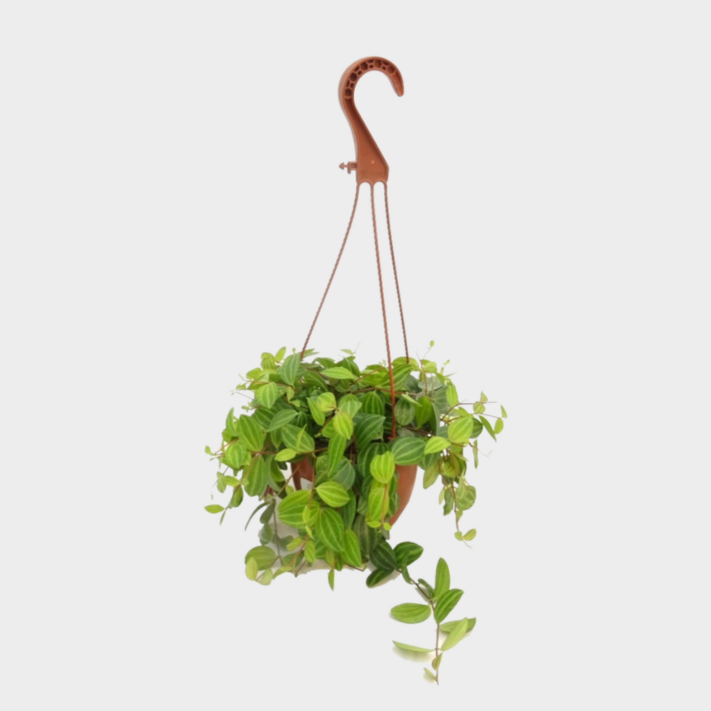 Peperomia Angulata