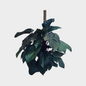 Philodendron Imperial Red Tutor