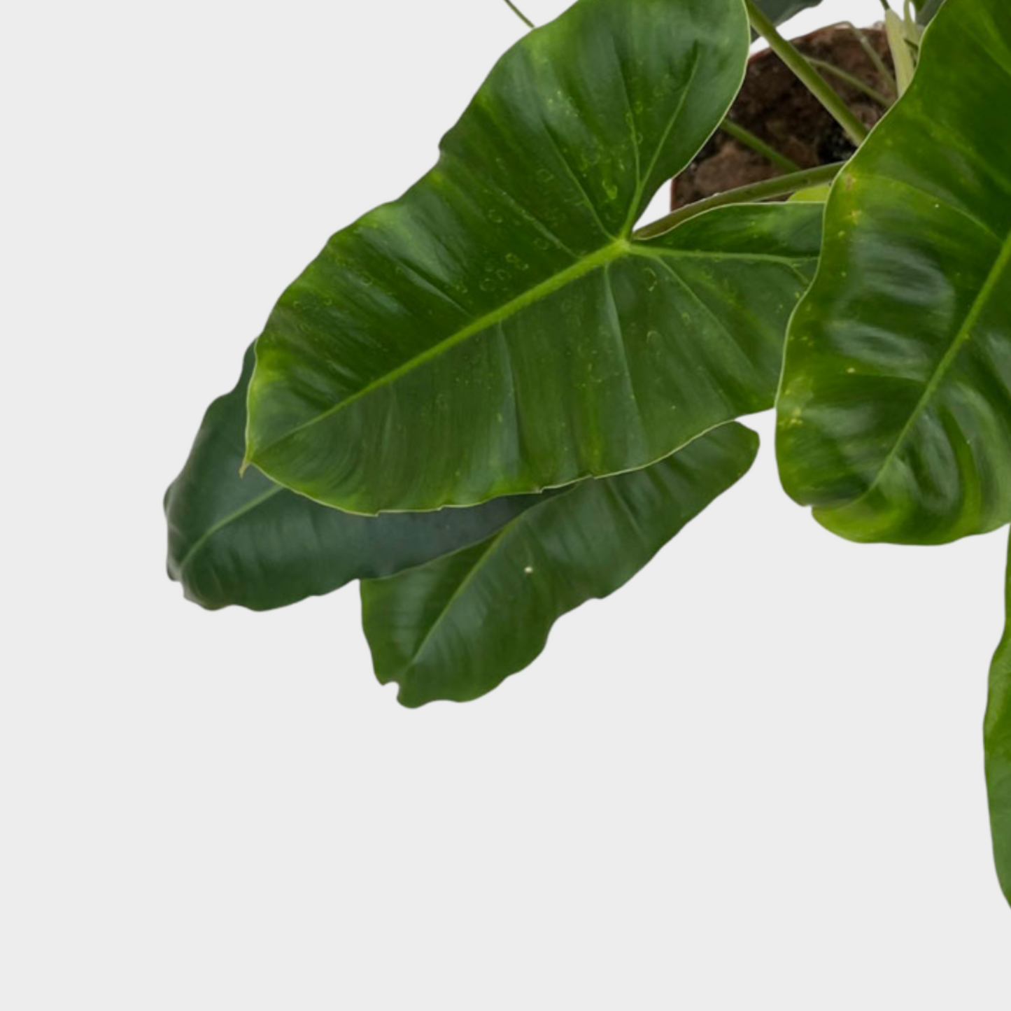 Philodendron Paraiso Verde