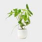 Philodendron Paraiso Verde