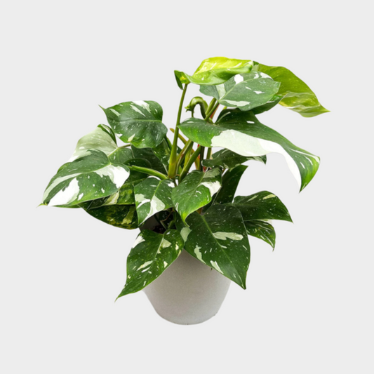 Philodendron White Princess