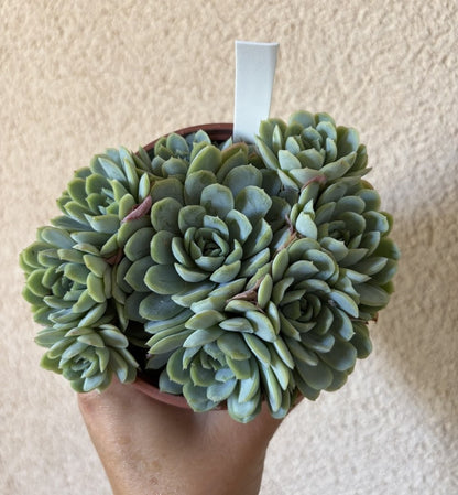 Echeveria Elegans 10cm