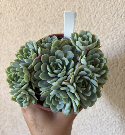 Echeveria Elegans 10cm