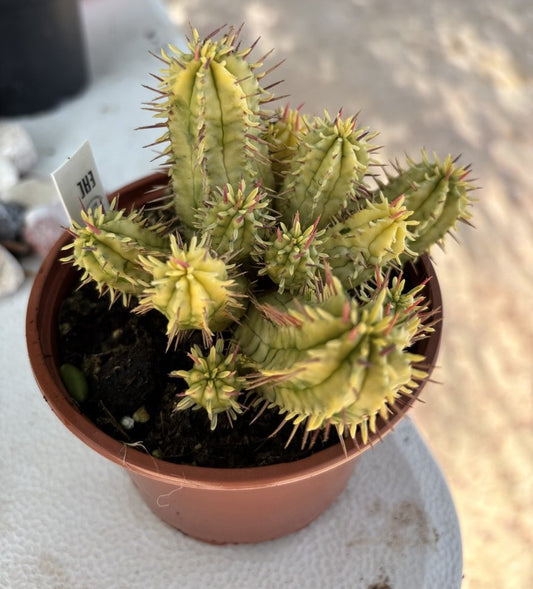 Euphorbia aggregata variegata 10CM
