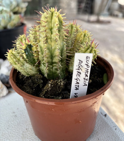 Euphorbia aggregata variegata 10CM