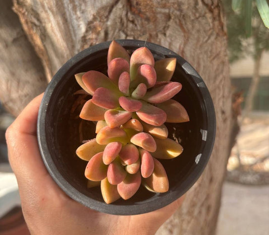 Graptoveria Pink Donna 10CM