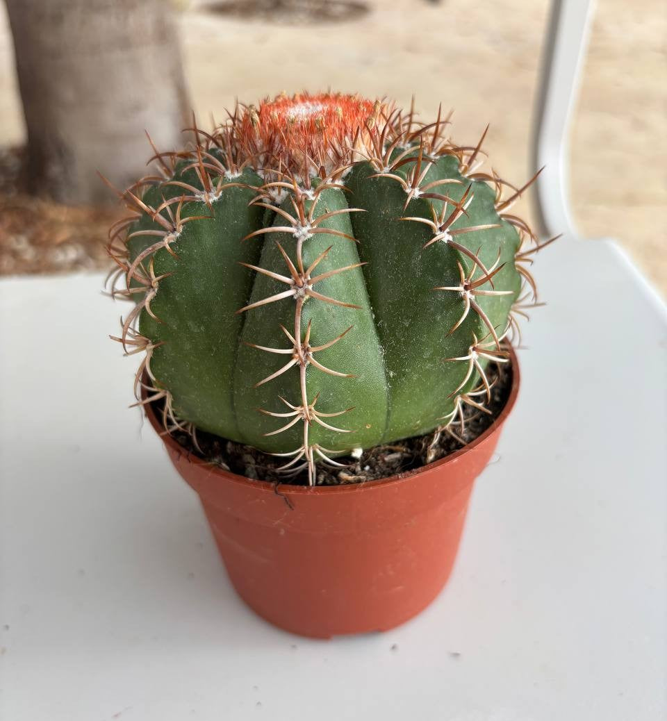 Melocactus matanzanus 10,5 cm