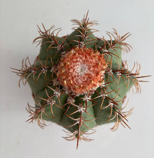Melocactus matanzanus 10,5 cm