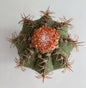 Melocactus matanzanus 10,5 cm