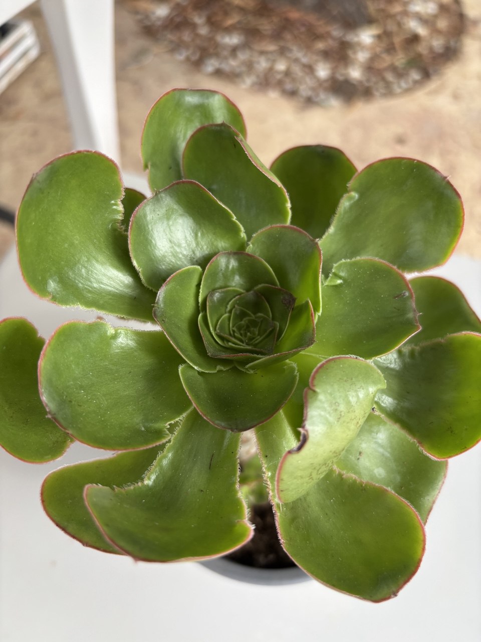 Aeonium undulatum – Suculenta en maceta de 12 cm