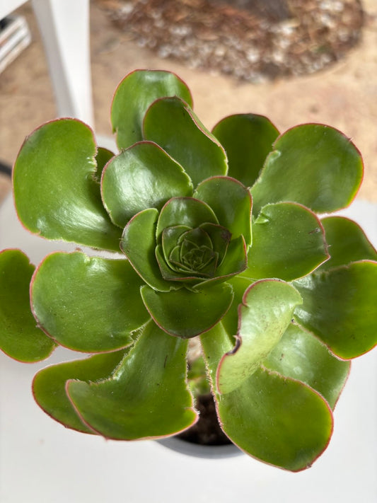 Aeonium undulatum – Suculenta en maceta de 12 cm