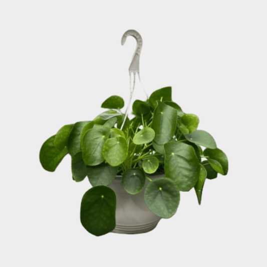 Pilea Peperomioides - Amathe Plantas