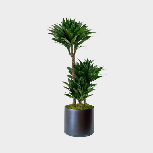 Dracaena Compacta