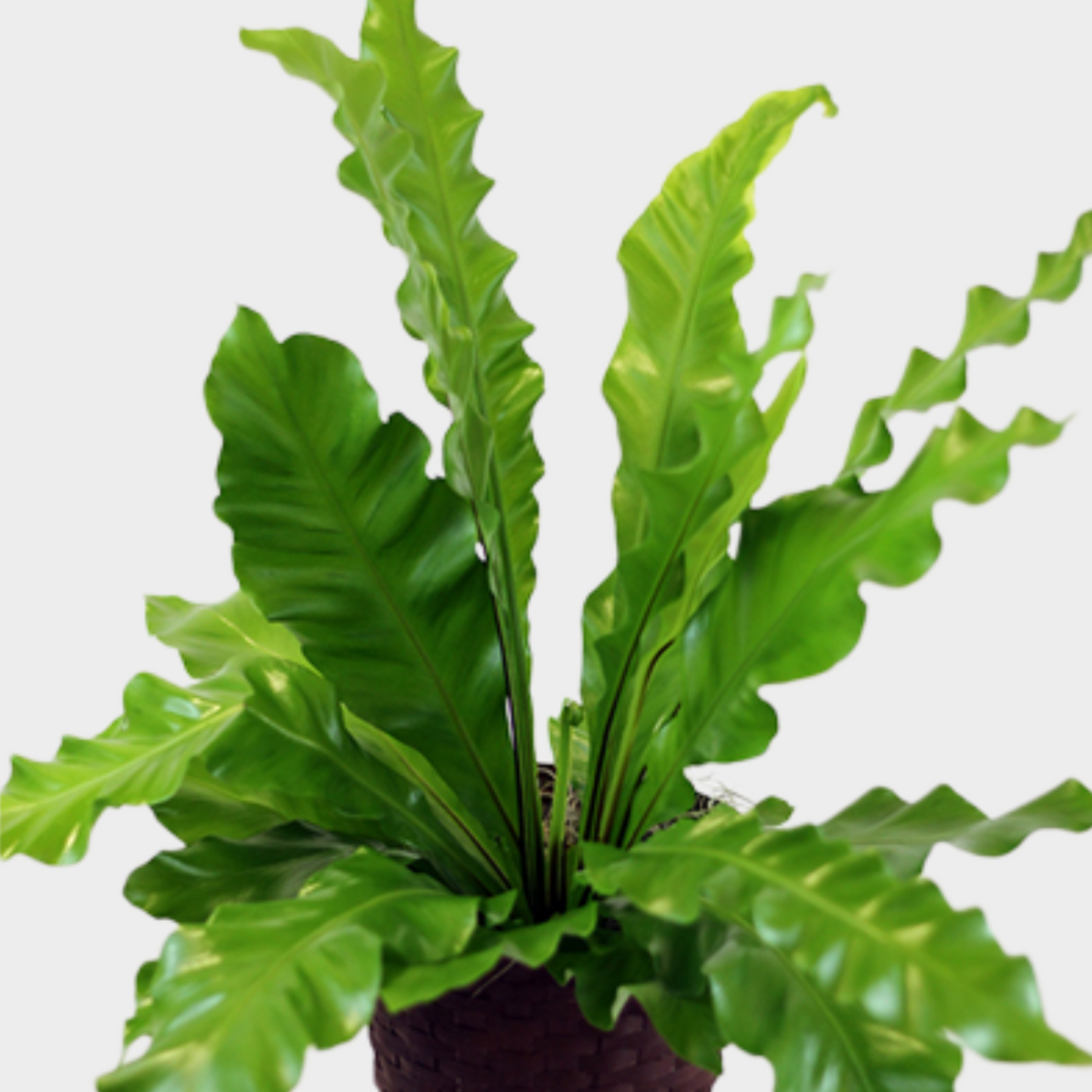 Asplenium
