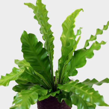 Asplenium