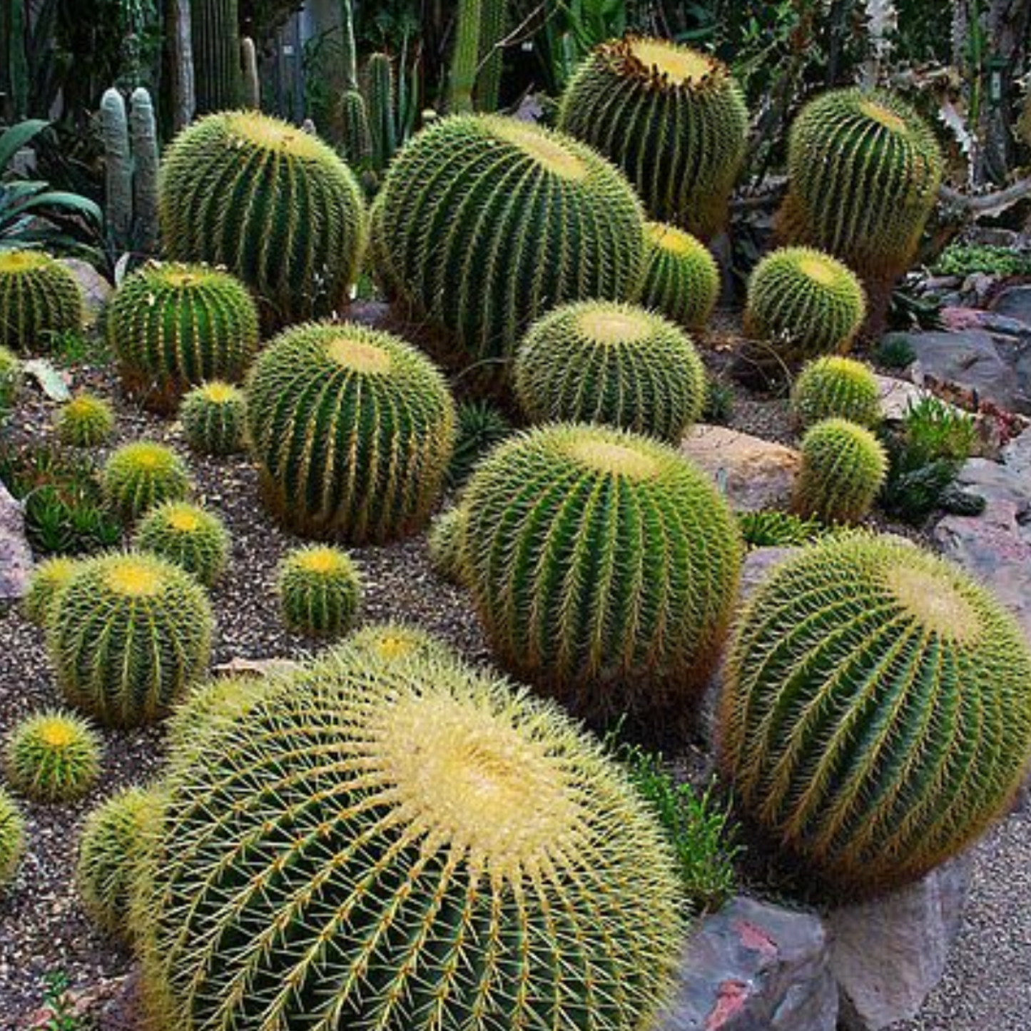 Echinocactus Grusonii
