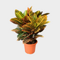 Croton Petra