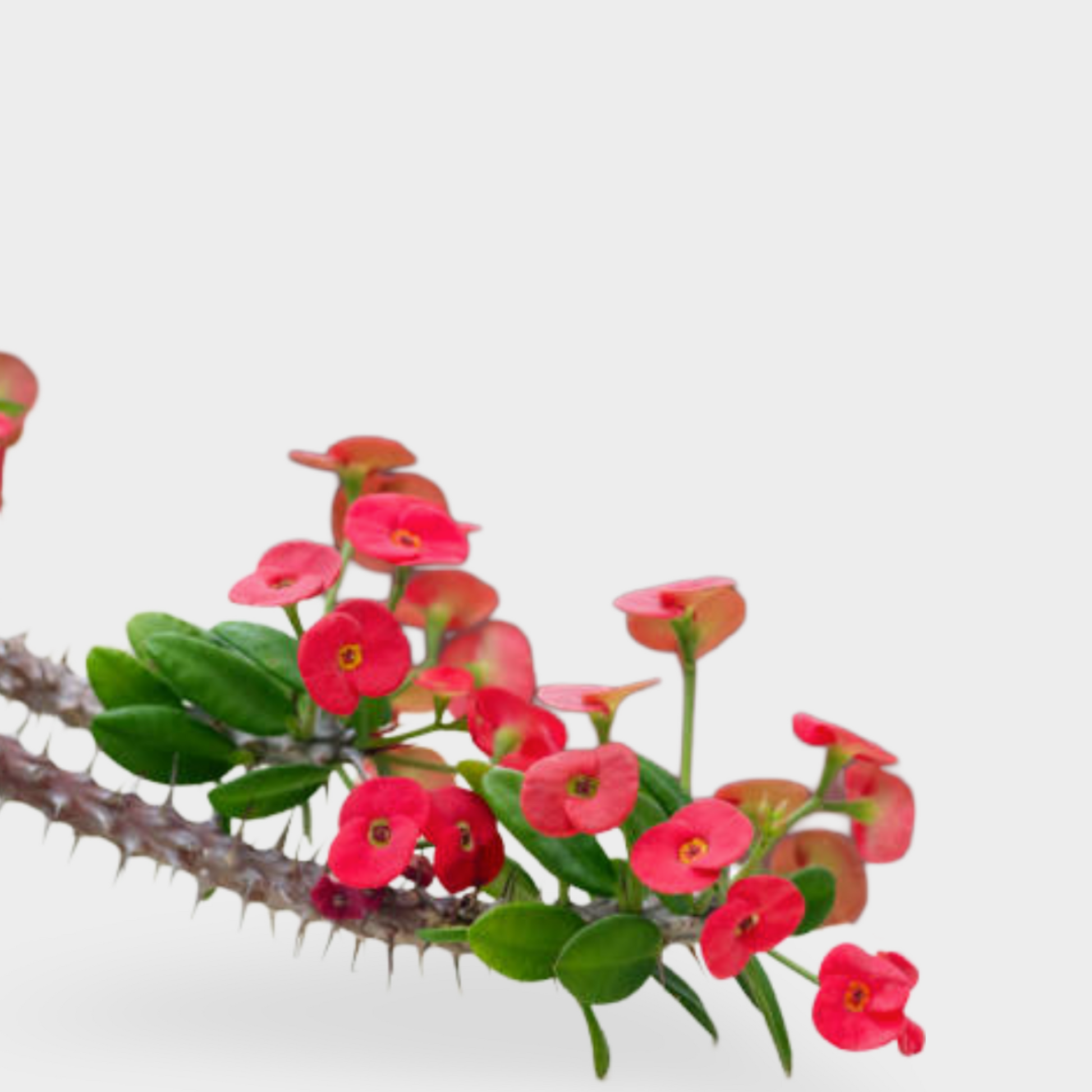 Euphorbia Milli - Amathe Plantas