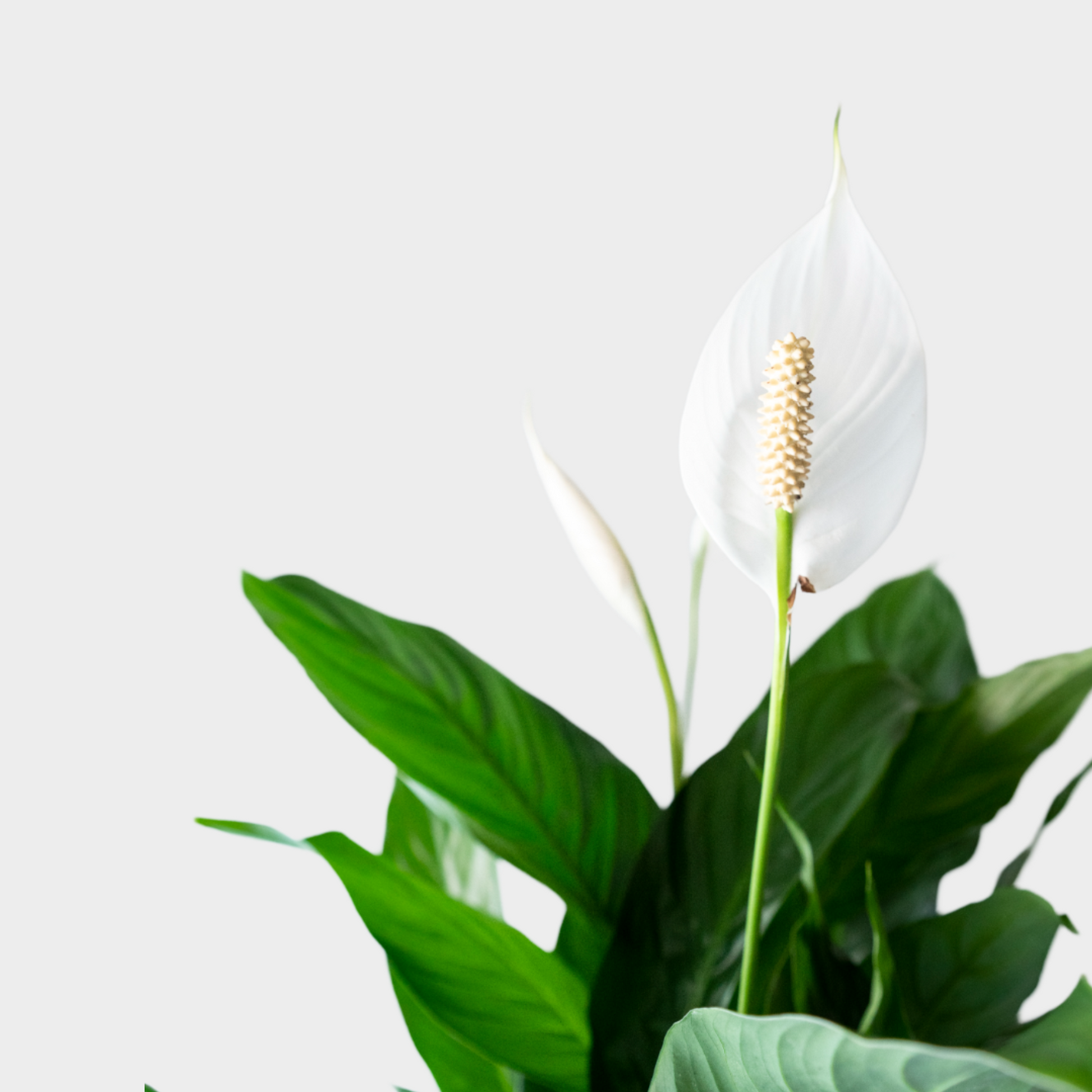 Sphatiphyllum - Amathe Plantas