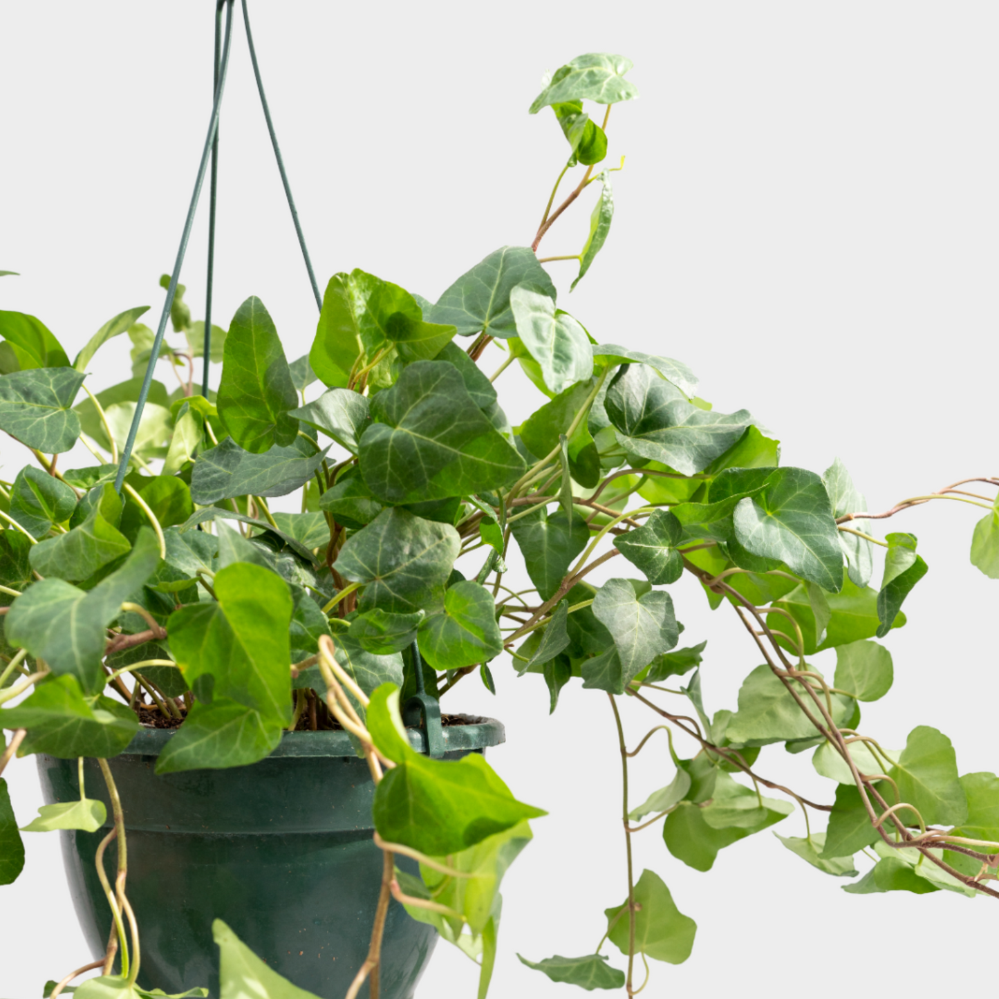 Hedera Colgante
