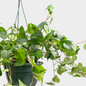 Hedera Colgante