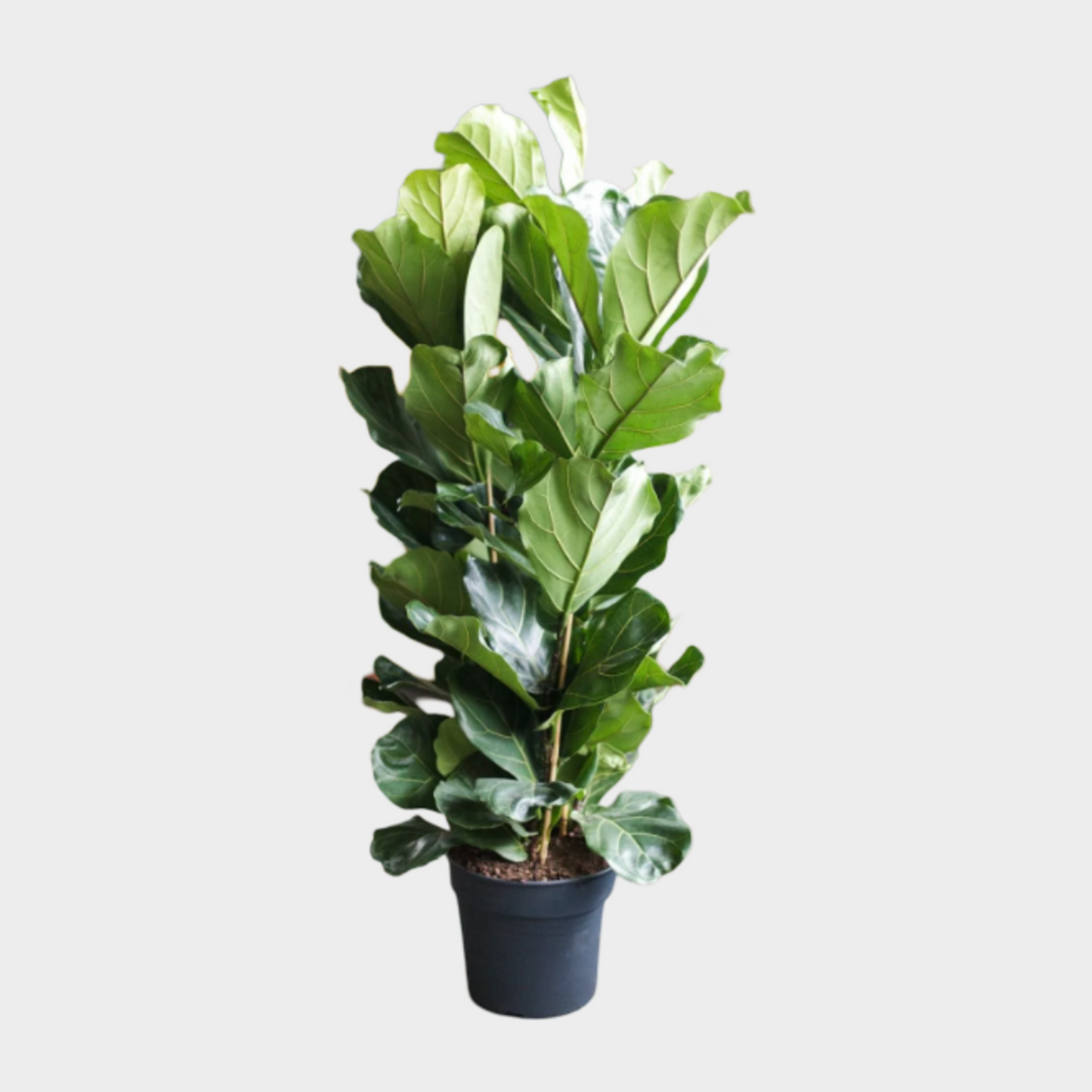Ficus Lyrata