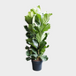 Ficus Lyrata