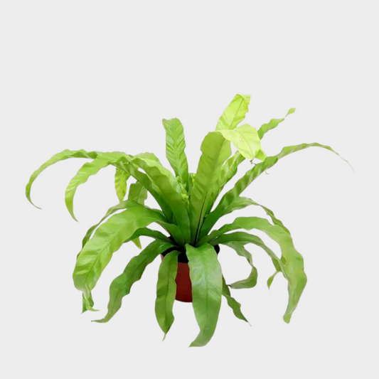 Asplenium